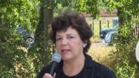 Cicoria